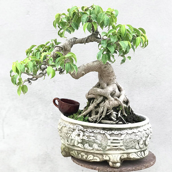 Cây cảnh mini bonsai đẹp